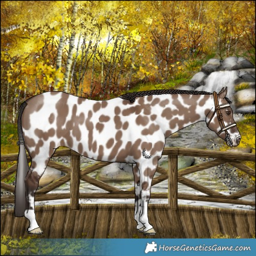 Horse Color:Liver Red Dun Appaloosa 