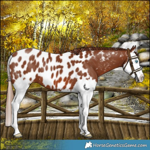 Horse Color:Chestnut Splash Appaloosa 