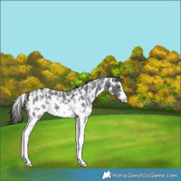 Horse Color:Liver Chestnut Sabino 