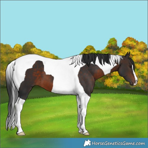 Horse Color:Brown Tobiano 