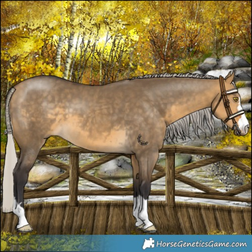 Horse Color:Silver Buckskin Dun 