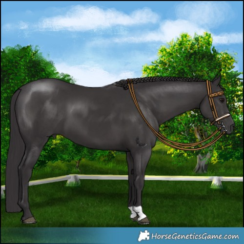 Horse Color:Smoky Black