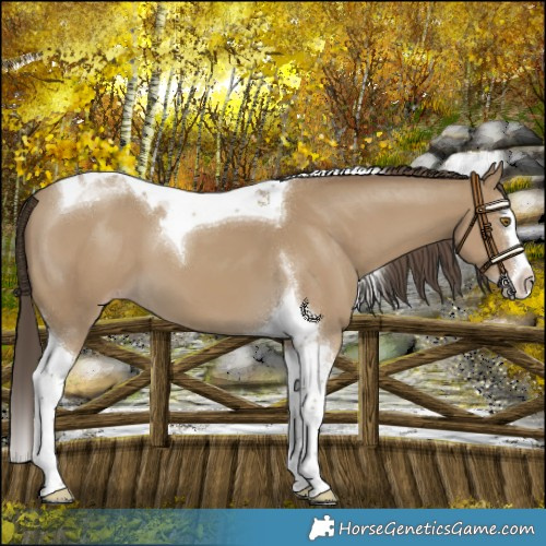 Horse Color:Classic Cream Champagne Splash Tobiano 