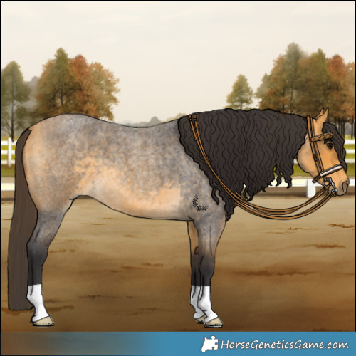Horse Color:Buckskin Roan 