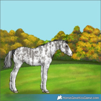 Horse Color:Grullo Sabino Rabicano