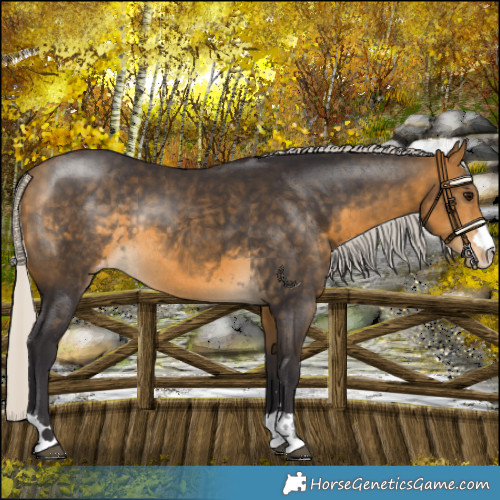 Horse Color:Silver Buckskin Appaloosa Rabicano