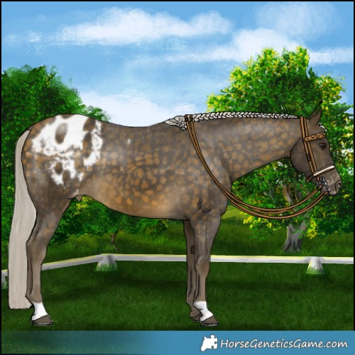 Horse Color:Silver Buckskin Appaloosa 