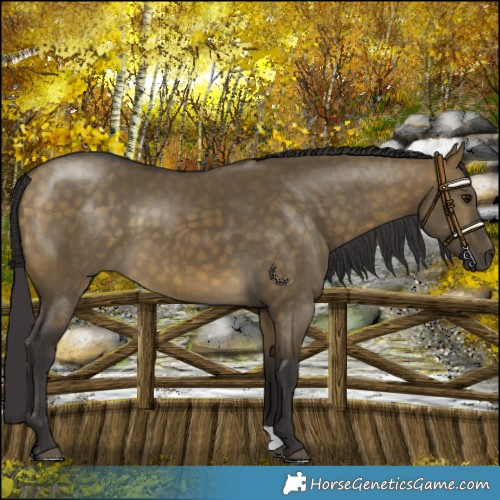 Horse Color:Buckskin Dun 