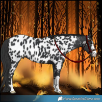 Horse Color:Black Appaloosa