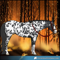 Horse Color:Black Near Leopard 