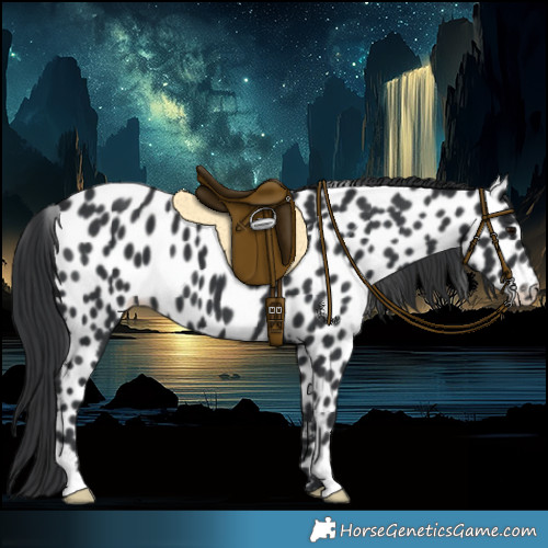 Horse Color:Black Appaloosa 