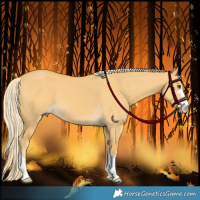Horse Color:Palomino Dun