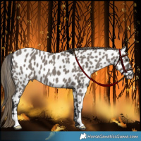 Horse Color:Smoky Grullo Appaloosa 