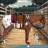 Horse Color:Chestnut Near Leopard 