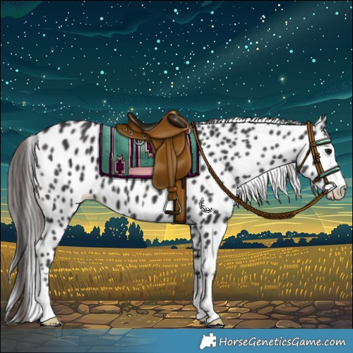 Horse Color:Smoky Black Leopard 