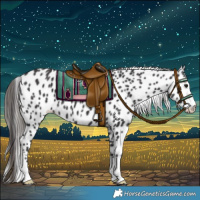 Horse Color:Smoky Black Leopard