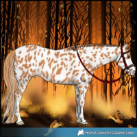Horse Color:Chestnut Appaloosa