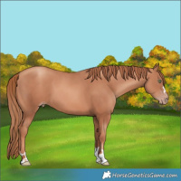 Horse Color:Gold Champagne