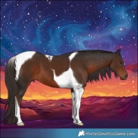 Horse Color:Liver Chestnut Tobiano
