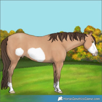 Horse Color:Amber Champagne Frame