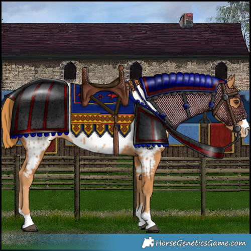 Horse Color:Chestnut Appaloosa 