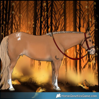 Horse Color:Chestnut Appaloosa