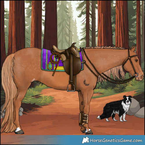 Horse Color:Chestnut Appaloosa 