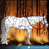 Horse Color:Black Appaloosa 