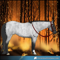 Horse Color:Blue Roan 