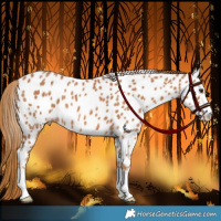 Horse Color:Chestnut Appaloosa