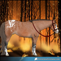 Horse Color:Bay Appaloosa