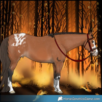 Horse Color:Bay Appaloosa