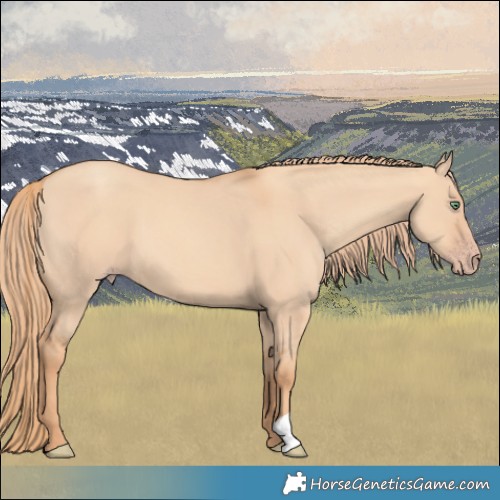 Horse Color:Gold Champagne Dun 
