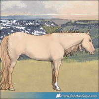 Horse Color:Gold Champagne Dun