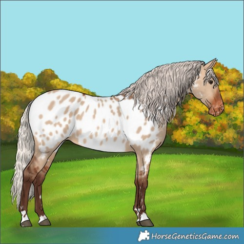 Horse Color:Silver Brown Dun Near Leopard 