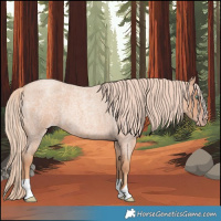 Horse Color:Gold Champagne Roan 
