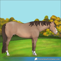 Horse Color:Amber Champagne