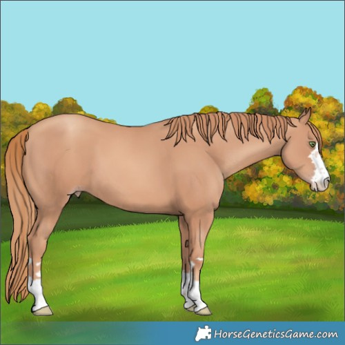 Horse Color:Gold Champagne