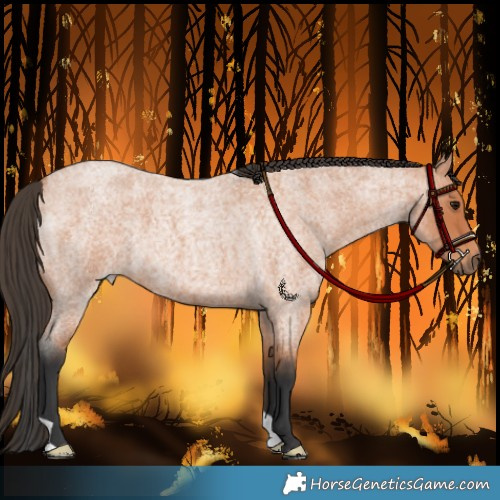 Horse Color:Bay Roan 