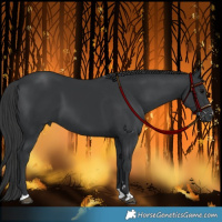 Horse Color:Black 