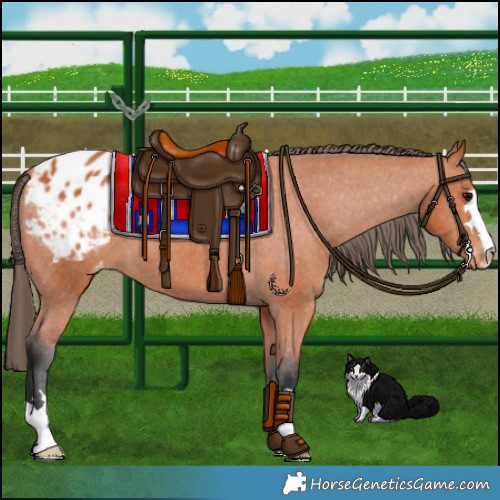 Horse Color:Bay Appaloosa 
