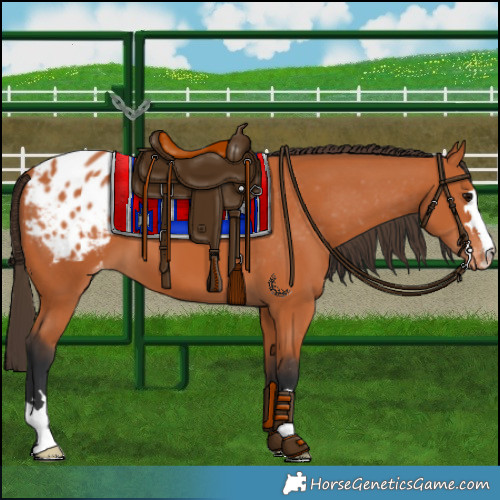 Horse Color:Bay Appaloosa 