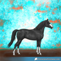 Horse Color:Black 