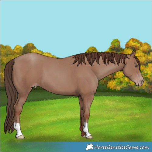 Horse Color:Classic Champagne 