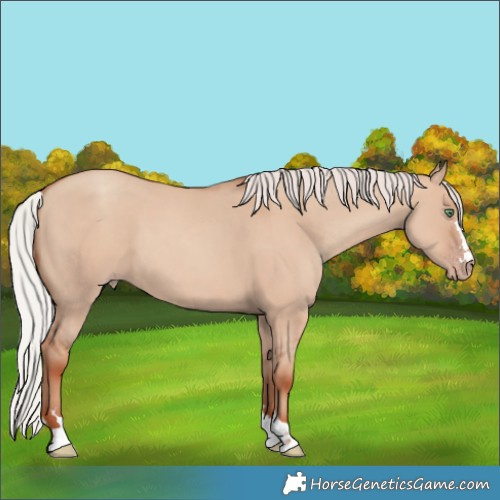 Horse Color:Silver Classic Champagne Dun