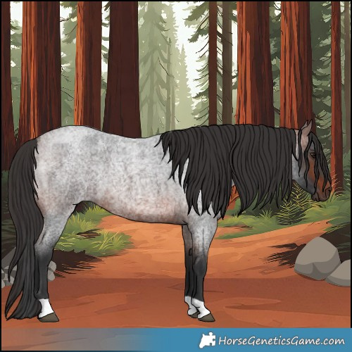 Horse Color:Brown Roan 