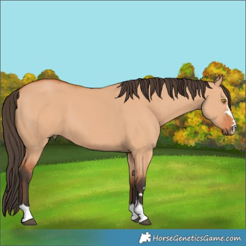 Horse Color:Bay Dun