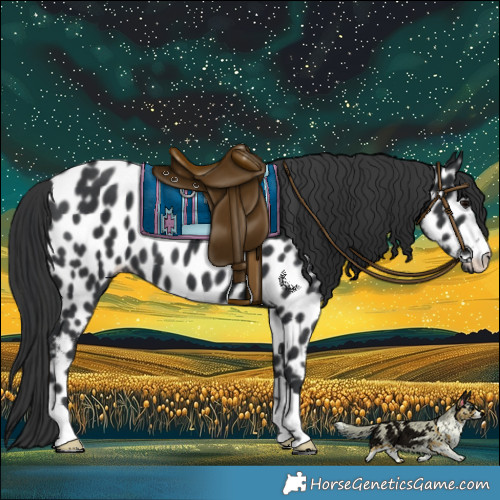 Horse Color:Black Appaloosa