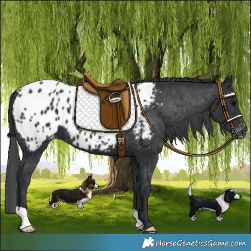 Horse Color:Black Appaloosa 