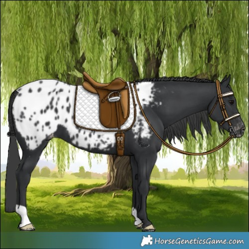 Horse Color:Black Appaloosa 